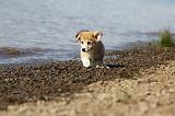 CORGI PEMBROKE 745